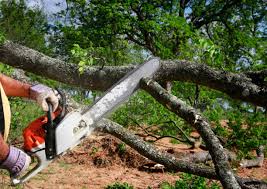 How Our Tree Care Process Works  in  Dayton, VA