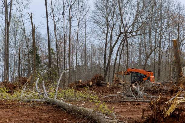 Best Tree Removal  in Dayton, VA